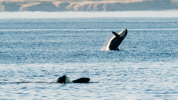 Whale Sanctuary Project Secures 20-Year Lease for Nova Scotia Refuge