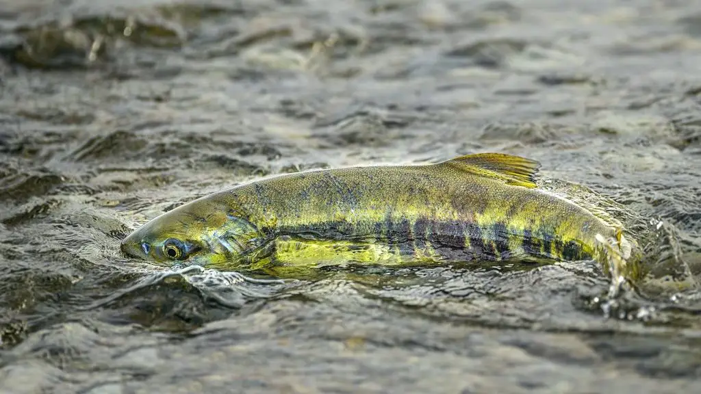 Federal Government Allocates Over $50 Million for Salmon Hatchery Projects in British Columbia