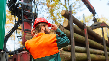 Ontario Government Launches 10-Year Roadmap to Protect Forest Sector